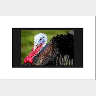 Bronze Turkey Posters and Art